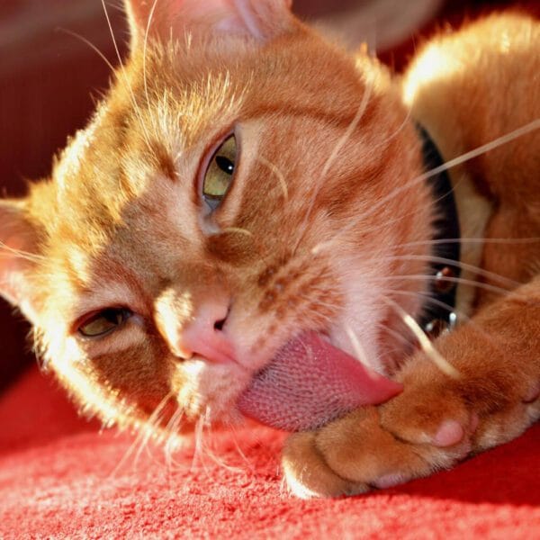 Petderma-Lambedura.3 Dermatite Acral Em Pets Por Lambedura