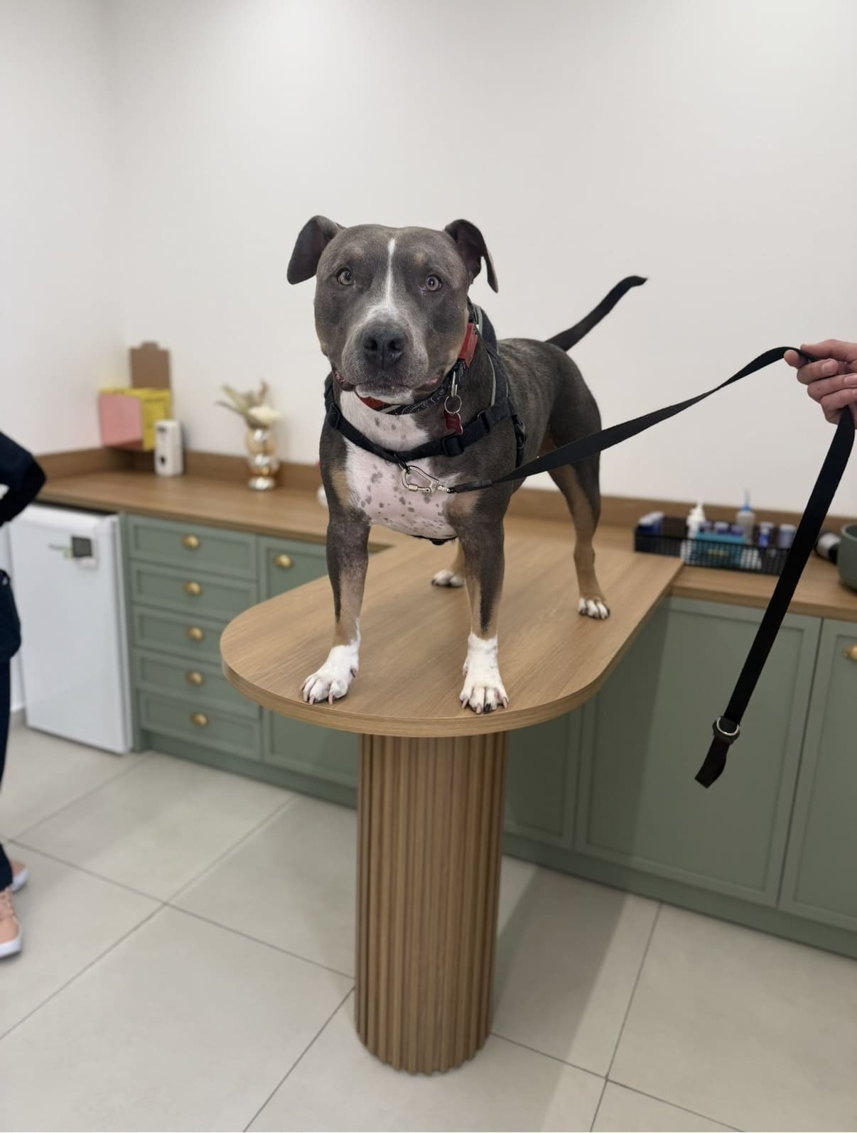 Dermatologia Veterinária