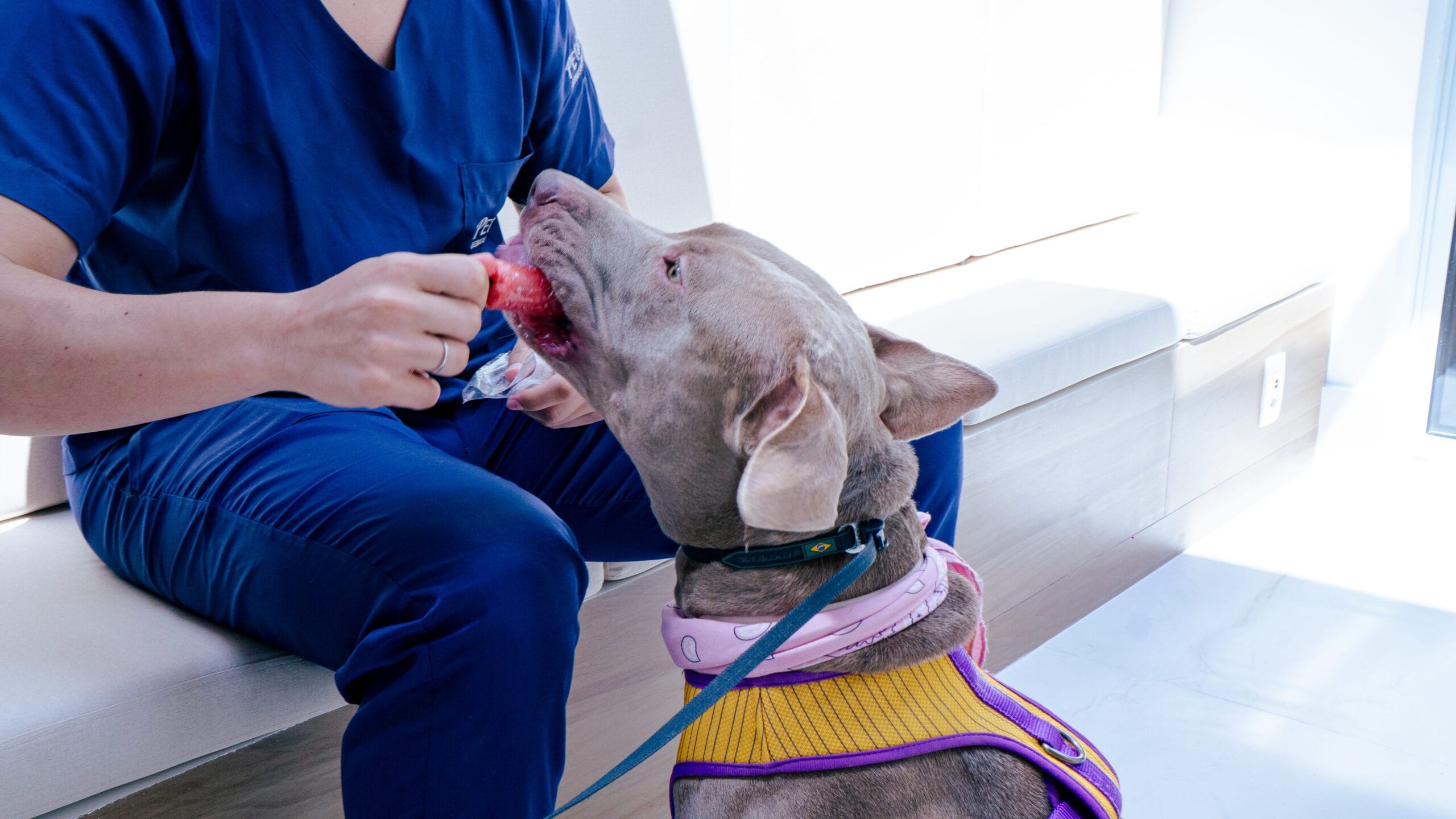 Petderma: Especialistas Em Dermatologia Veterinária Em São Paulo - Encontre O Melhor Cuidado Para Seu Pet Com A Petderma, Sua Clínica Especializada Em Dermatologia Veterinária Em Sp. Tratamentos Inovadores Para Cães E Gatos.