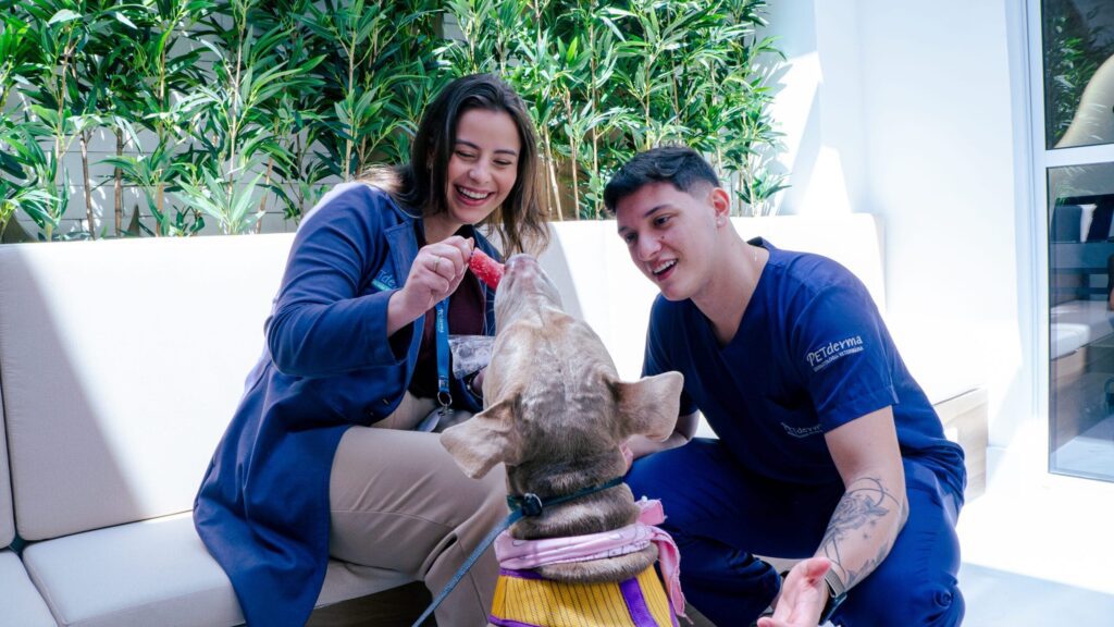 Imunoterapia em pets: como ela pode reduzir o uso de remédios para coceira