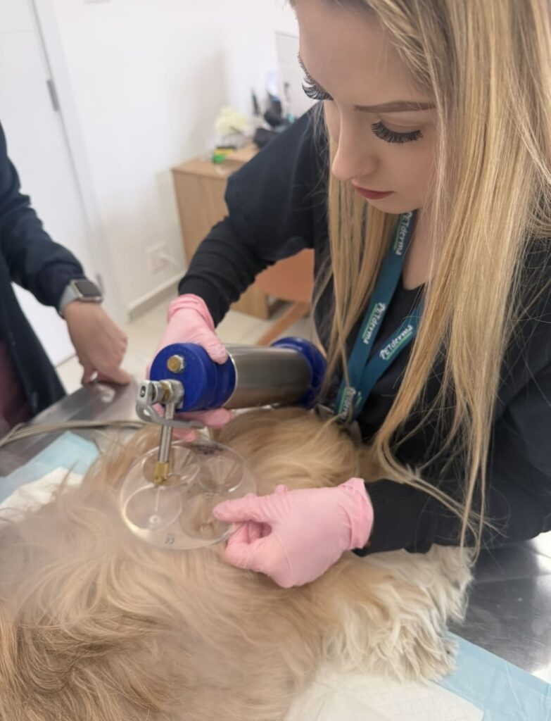 Queda de Pelo Localizada em Cães: Principais Causas e Quando Procurar Ajuda Veterinária