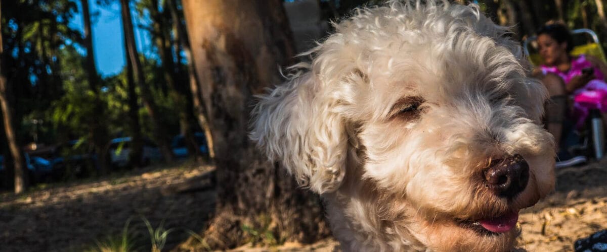 Dermatite Parasitária Em Pets: Guia Completo Para Identificar E Tratar Infestações Ocultas 1 Alopecia Em Cães Idosos