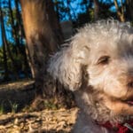 Alopecia Em Cães Idosos