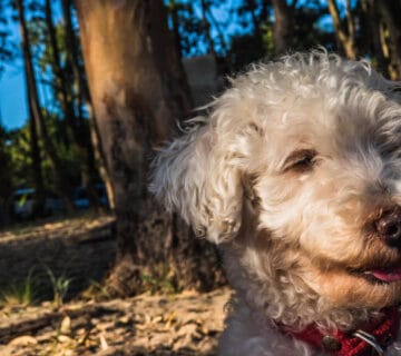 Alopecia Em Cães Idosos