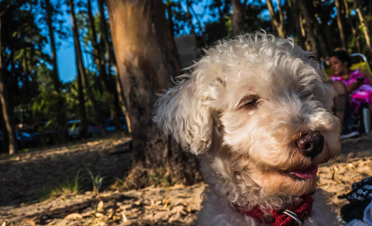 Alopecia Em Cães Idosos