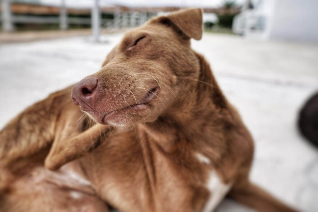 Cães que se coçam mais à noite: o que esse comportamento pode indicar sobre a saúde do pet