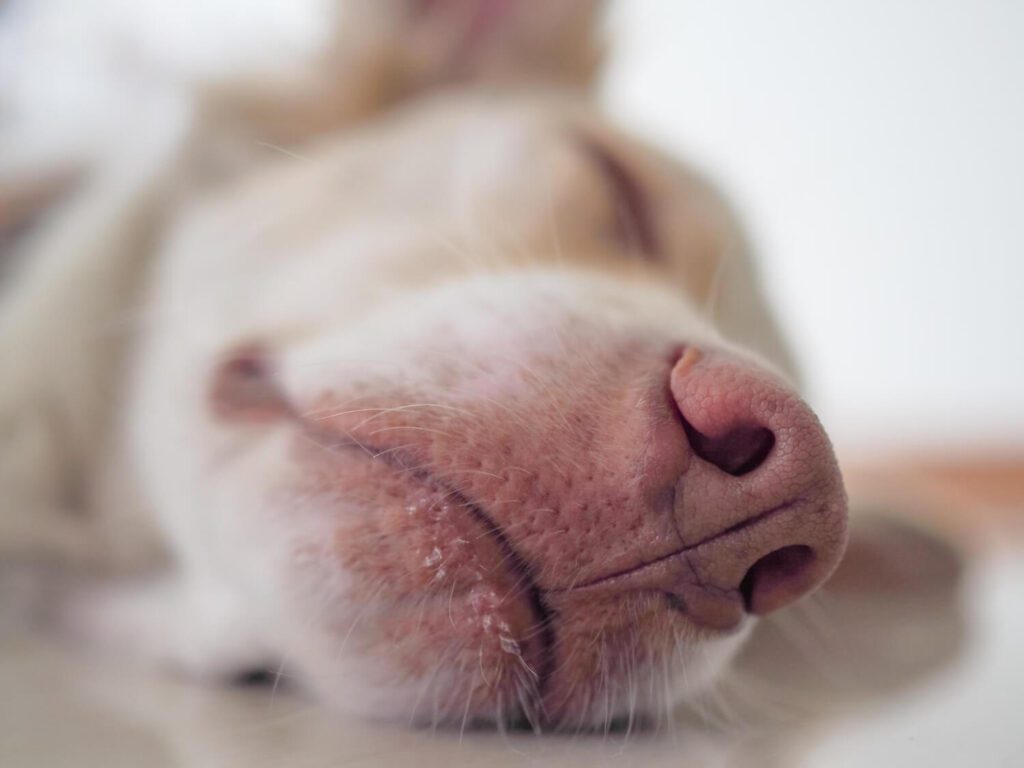 Terapias coadjuvantes no controle da dermatite crônica em pets: por que elas fazem toda a diferença no tratamento