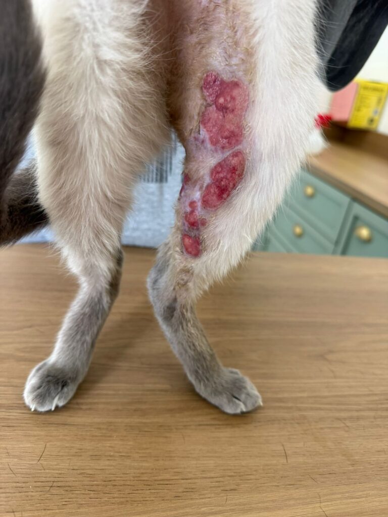 O que piora a dermatite atópica em pets no dia a dia e como evitar esses gatilhos