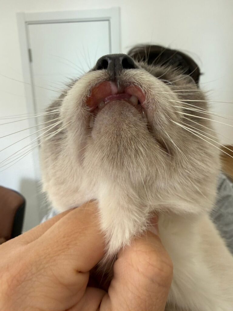 Tratamentos personalizados em dermatologia veterinária: por que cada pet é único