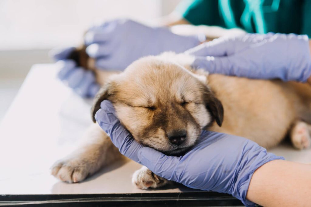 Dermatite Por Tédio