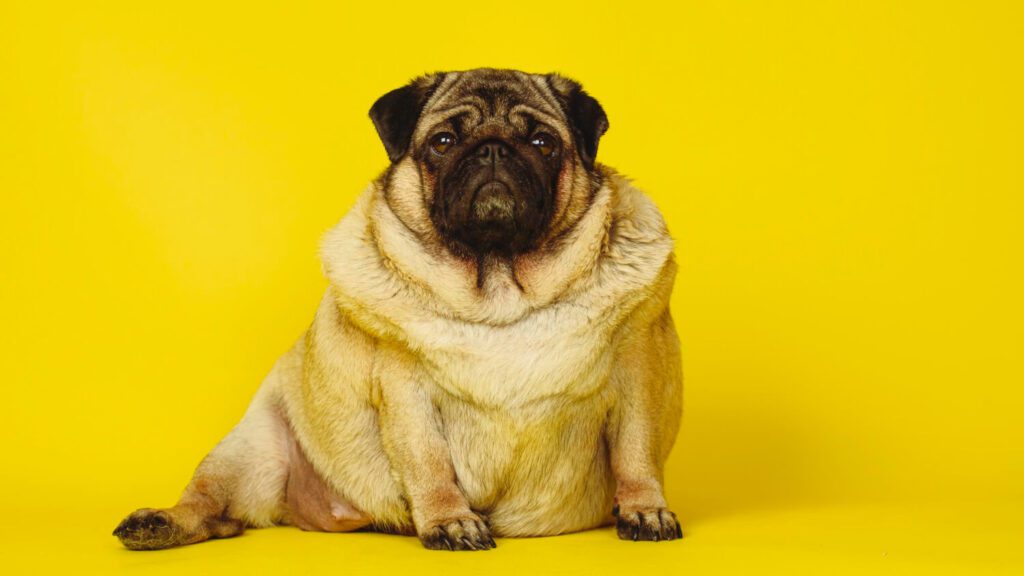 Como a Obesidade Pode Impactar Diretamente a Saúde da Pele dos Pets