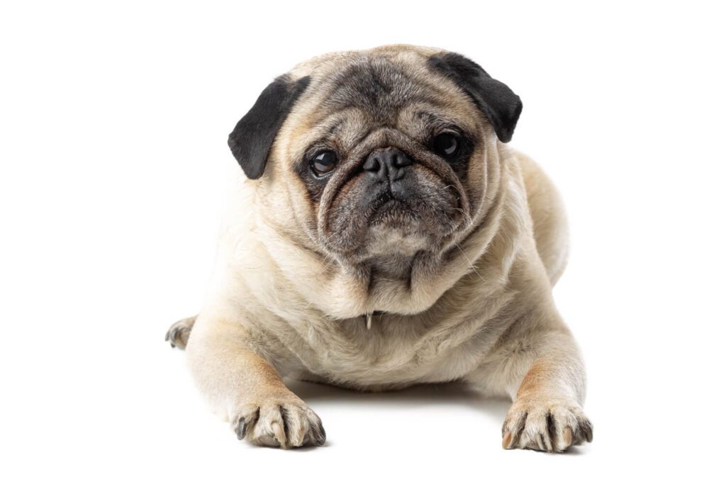 Como A Obesidade Pode Impactar Diretamente A Saúde Da Pele Dos Pets 2 Obesidade