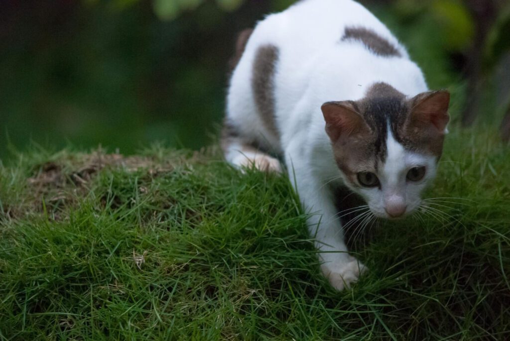 Como identificar alergias ambientais em pets e proteger a saúde da pele e das vias respiratórias