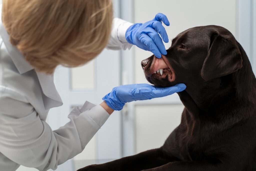 Dermatite Bacteriana Em Cães: O Que É Piodermite E Como Tratar Corretamente 3 Dermatite Bacteriana Em Cães