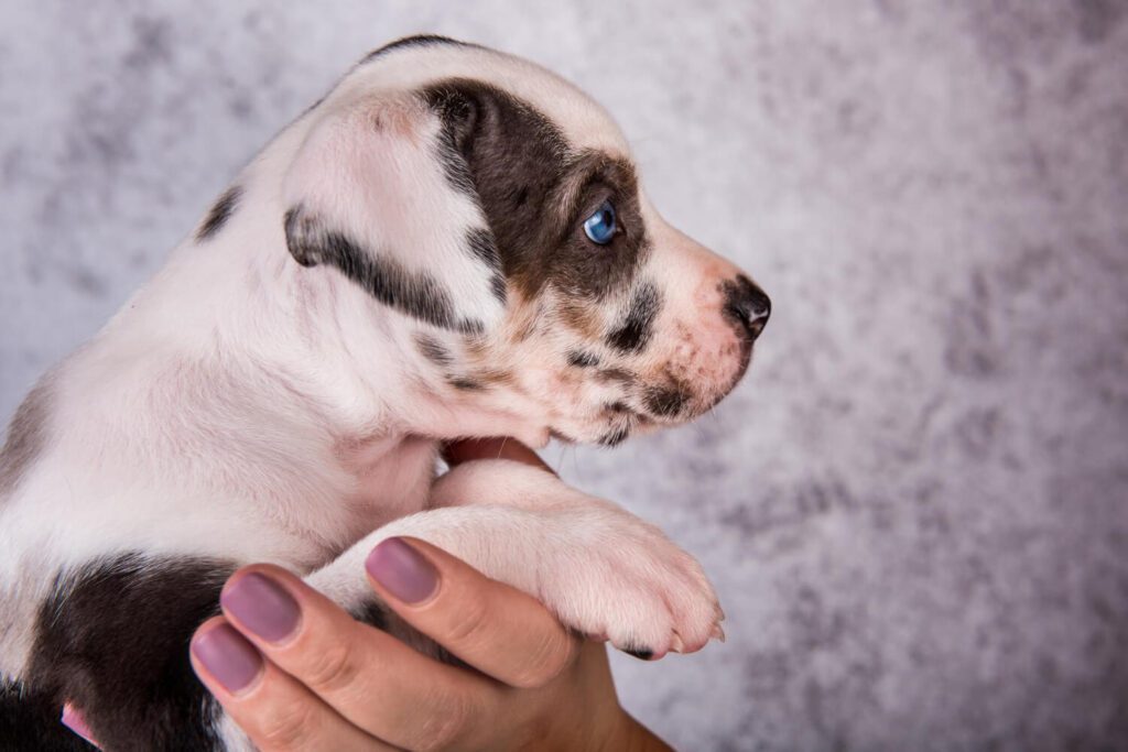Dermatite bacteriana em cães: o que é piodermite e como tratar corretamente