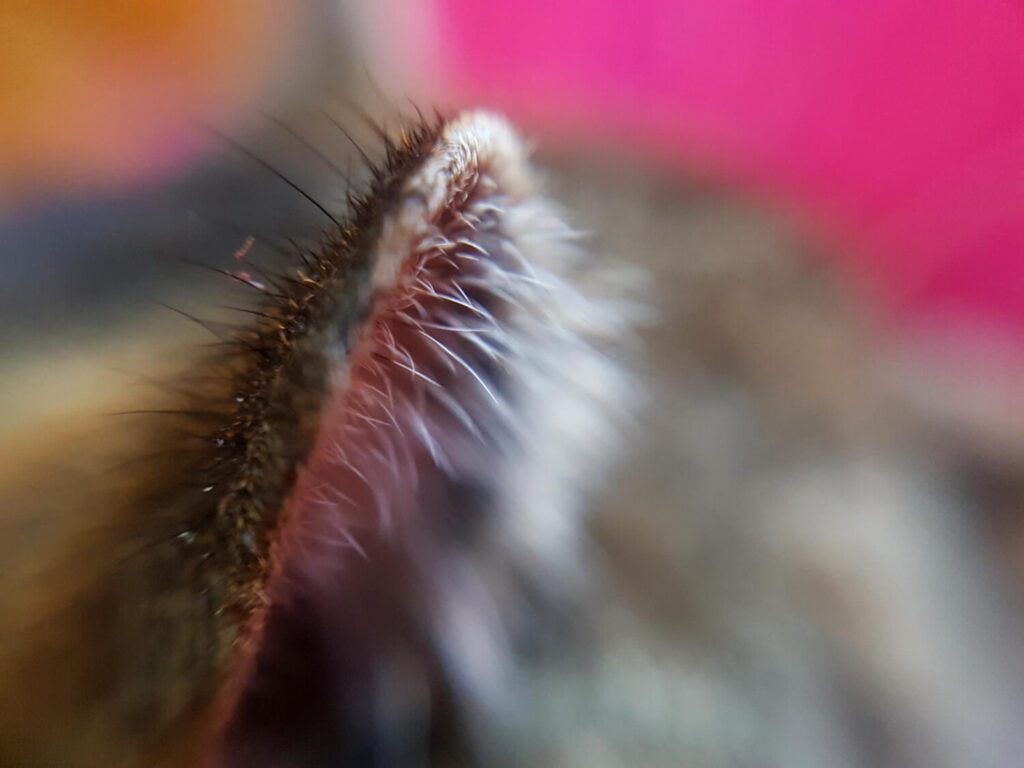 Diferença Entre Fungo E Bactéria Na Pele Do Pet: Como Identificar E Tratar Corretamente 3 Fungo E Bactéria Na Pele Do Pet