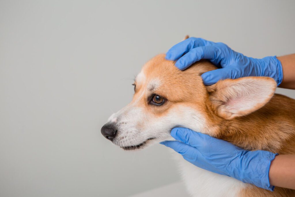 Diferença Entre Fungo E Bactéria Na Pele Do Pet: Como Identificar E Tratar Corretamente 1 Fungo E Bactéria Na Pele Do Pet