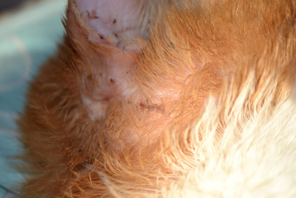 Psoríase Em Cães