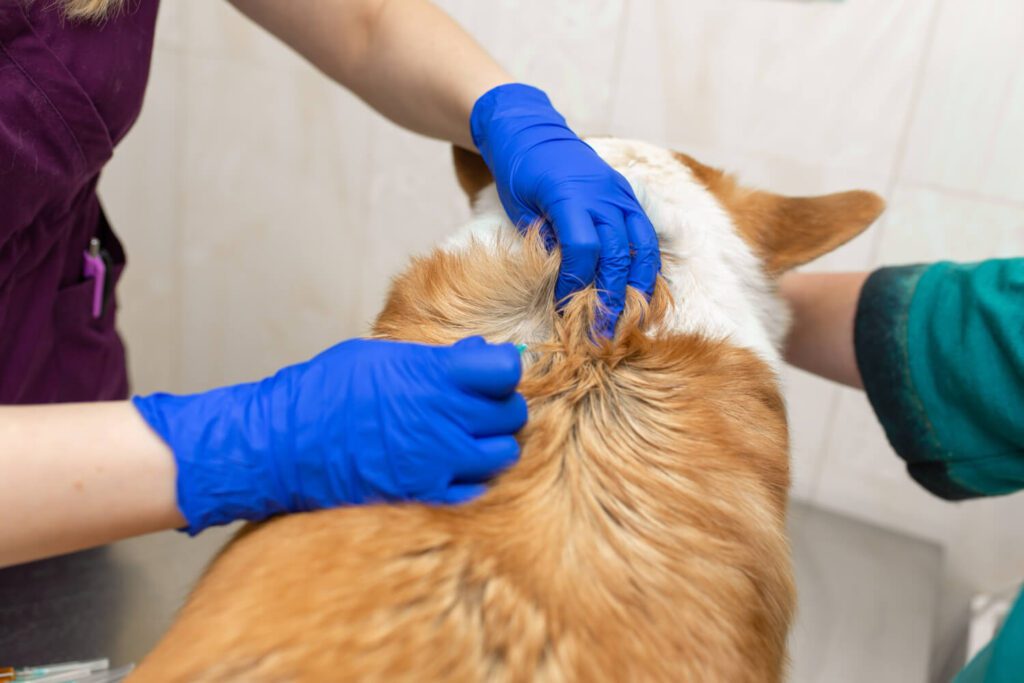 Dermatite Crônica Em Pets: Quando Procurar Um Especialista 1 Dermatite Crônica Em Pets