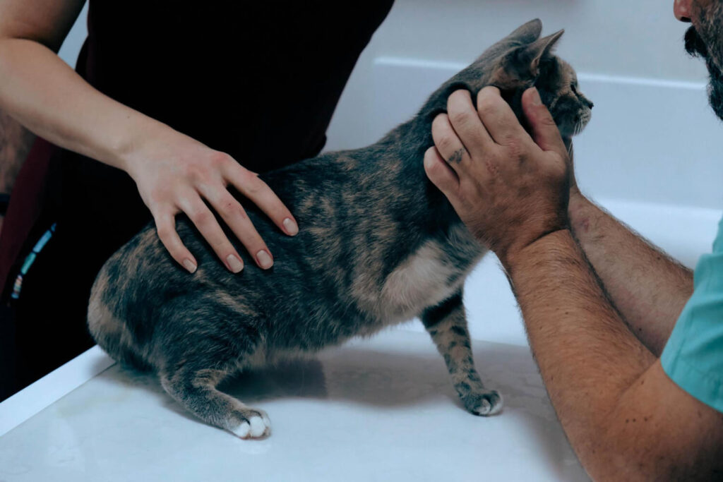 Por Que a Coceira em Pets Volta Após Parar o Remédio? Entenda as Causas