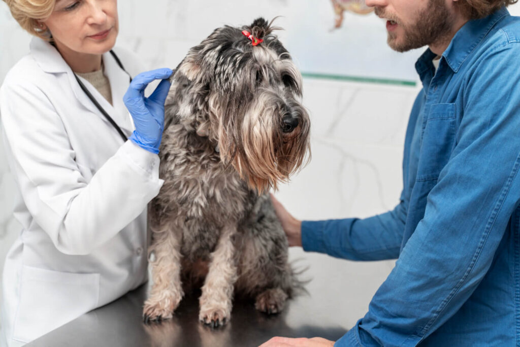 Petderma: Especialistas Em Dermatologia Veterinária Em São Paulo - Encontre O Melhor Cuidado Para Seu Pet Com A Petderma, Sua Clínica Especializada Em Dermatologia Veterinária Em Sp. Tratamentos Inovadores Para Cães E Gatos.