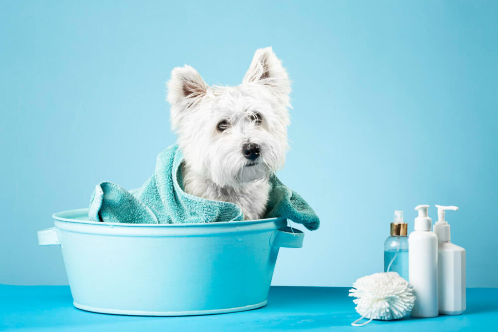Dermocosméticos Veterinários: Quando Usar e Como Eles Ajudam na Saúde da Pele dos Pets