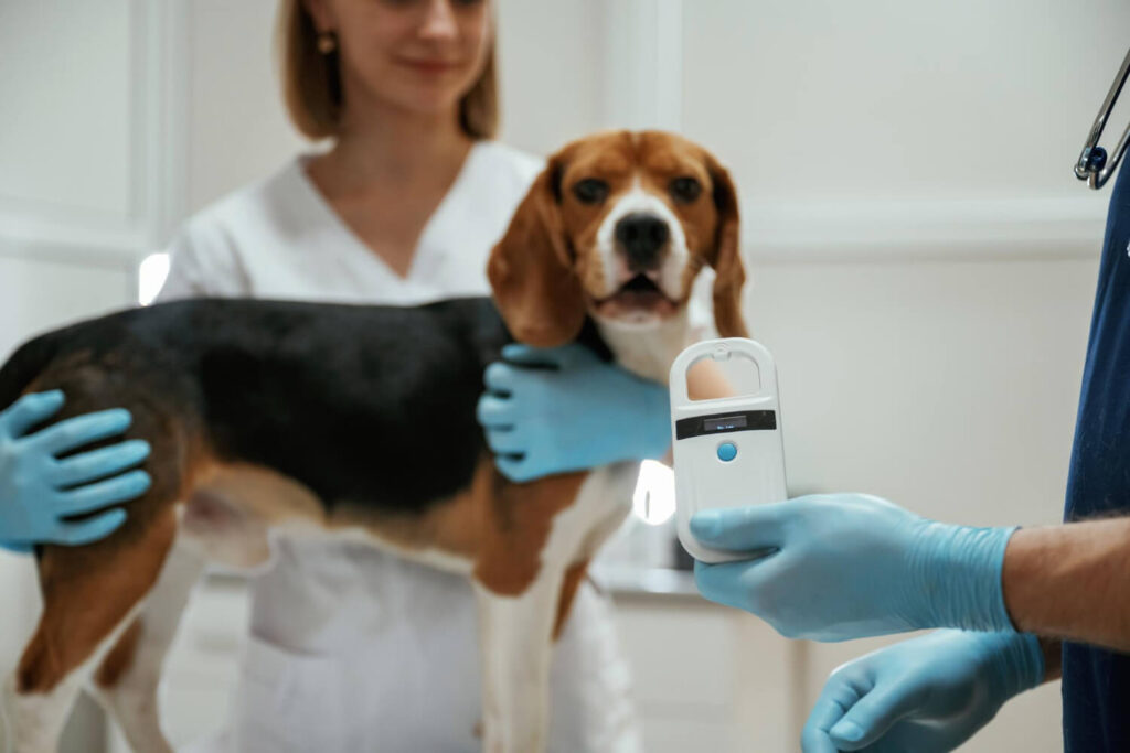 Crioterapia em Tumores Benignos em Pets: Quando o Tratamento Pode Evitar Cirurgias Mais Invasivas