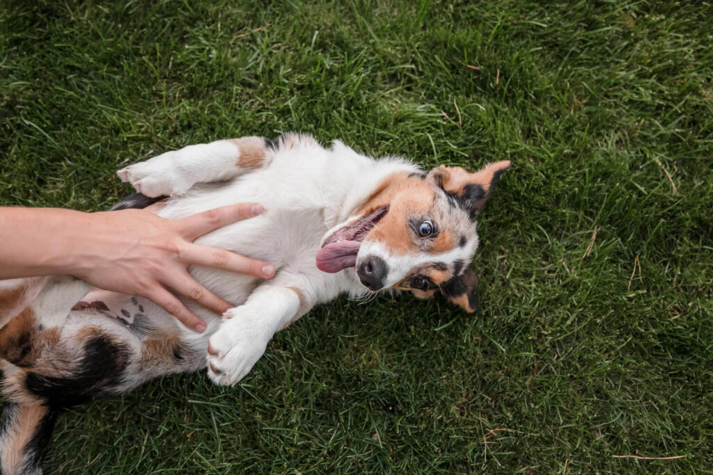 Dermatite Por Grama Em Cães