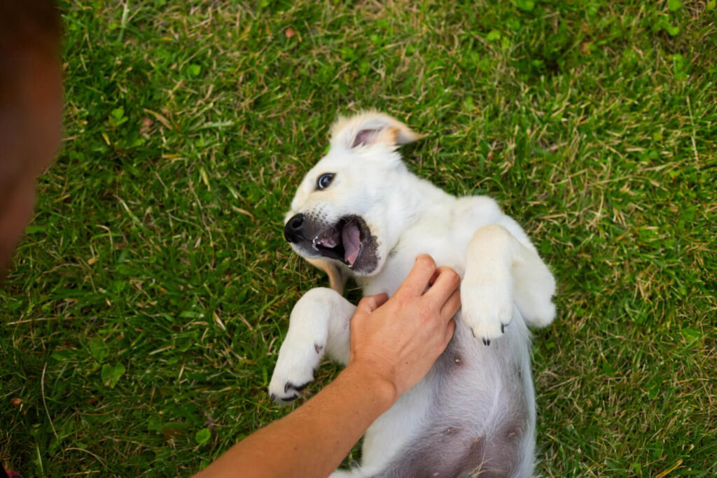 Dermatite por Grama em Cães: Sintomas, Causas e Como Proteger Seu Pet