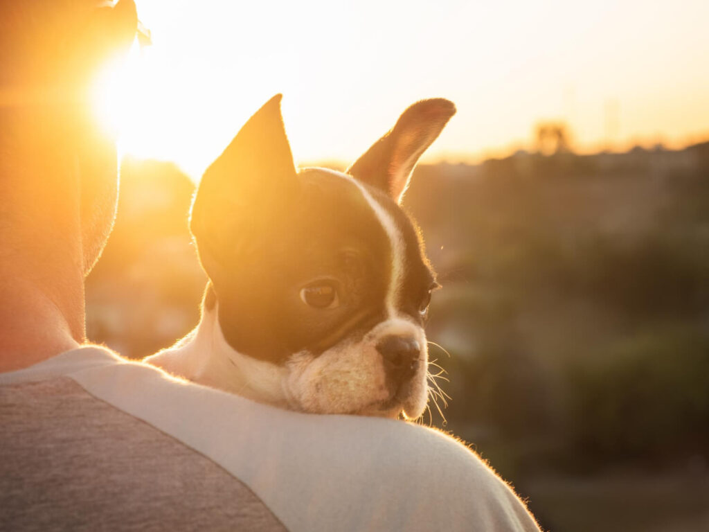 O Papel Da Fotoproteção Na Prevenção De Lesões De Pele Em Pets 3 Fotoproteção