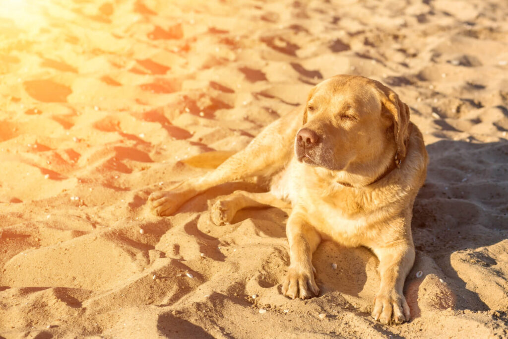 O Papel Da Fotoproteção Na Prevenção De Lesões De Pele Em Pets 1 Fotoproteção