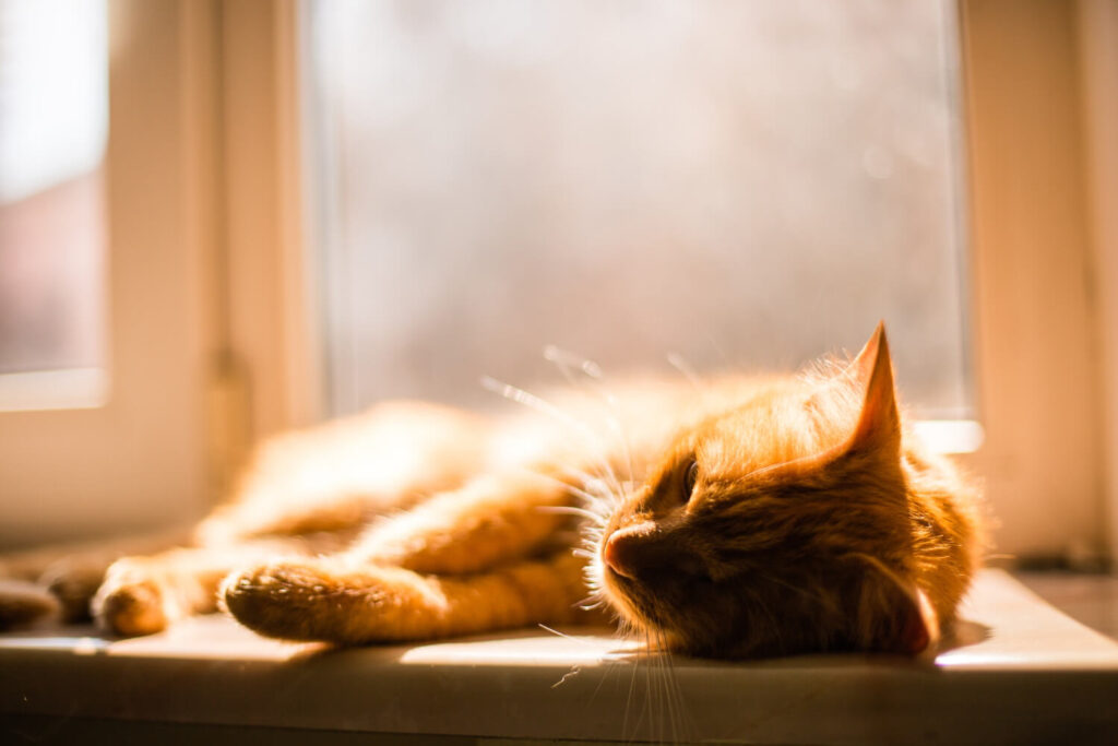 O Papel Da Fotoproteção Na Prevenção De Lesões De Pele Em Pets 2 Fotoproteção