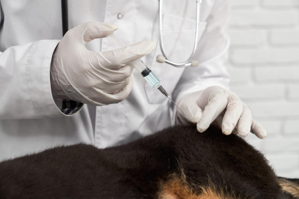 Microagulhamento em Cães com Alopecia X: Quando o Tratamento Pode Ser Indicado