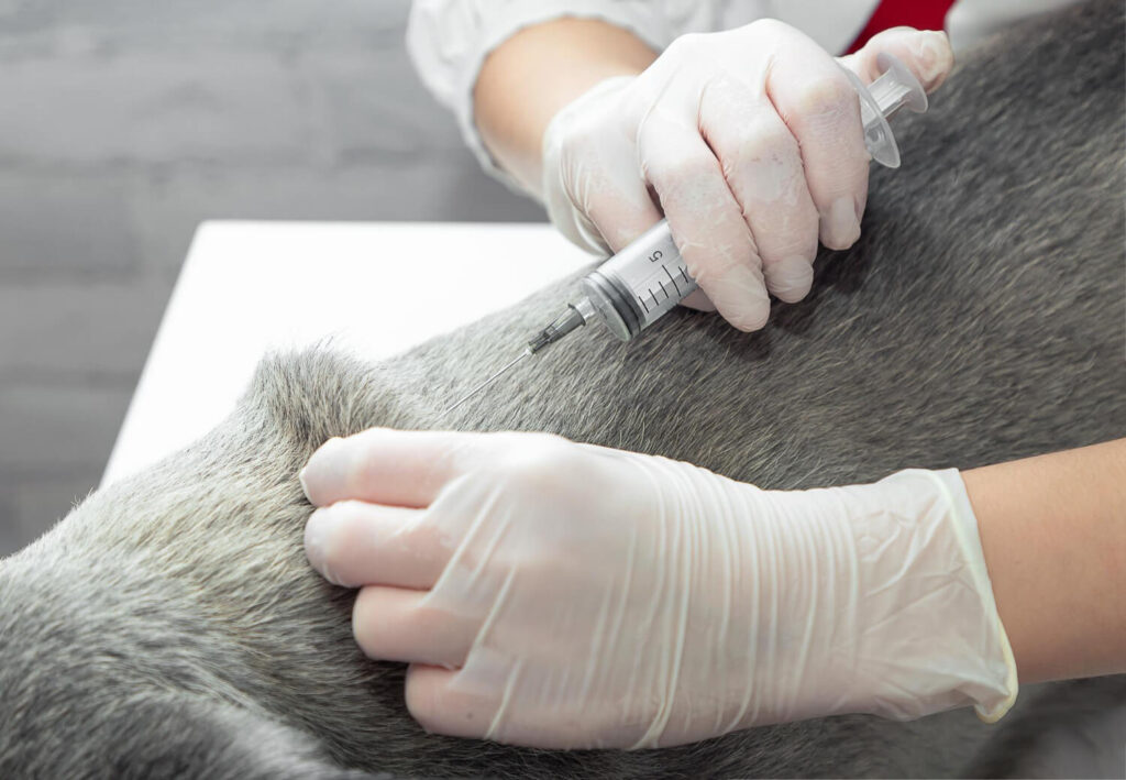 Microagulhamento Em Cães Com Alopecia X: Quando O Tratamento Pode Ser Indicado 3 Microagulhamento