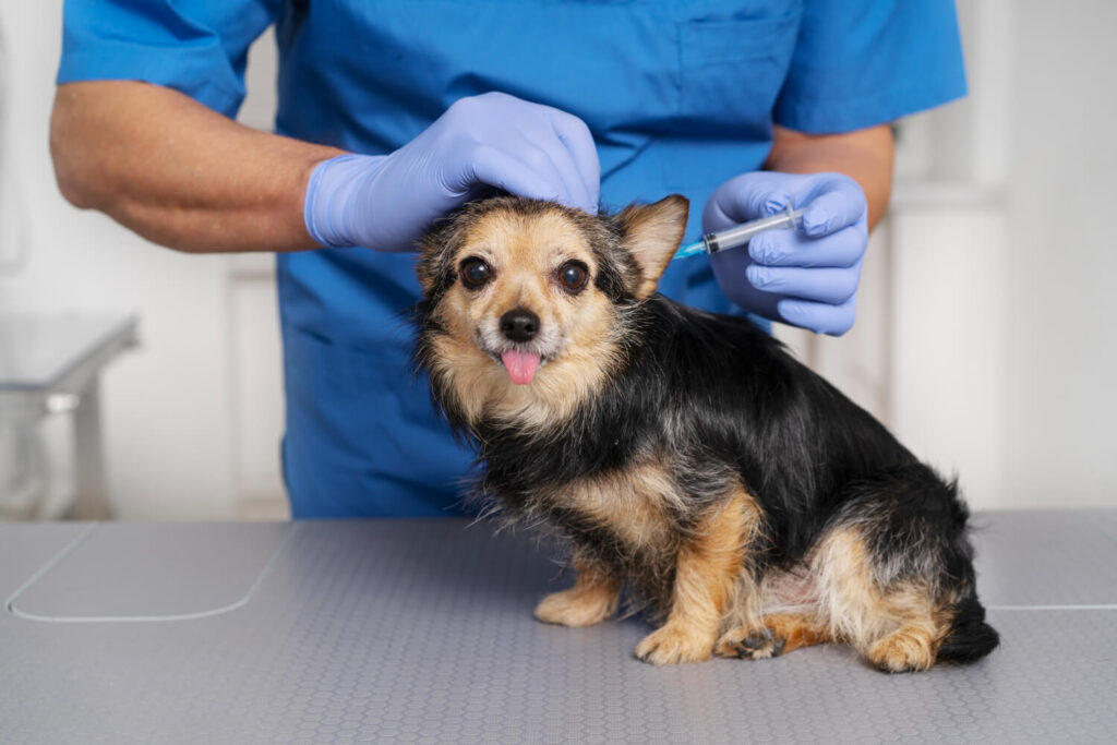 Quando Procurar um Dermatologista Veterinário: Sinais de Alerta e Cuidados com a Saúde da Pele dos Pets