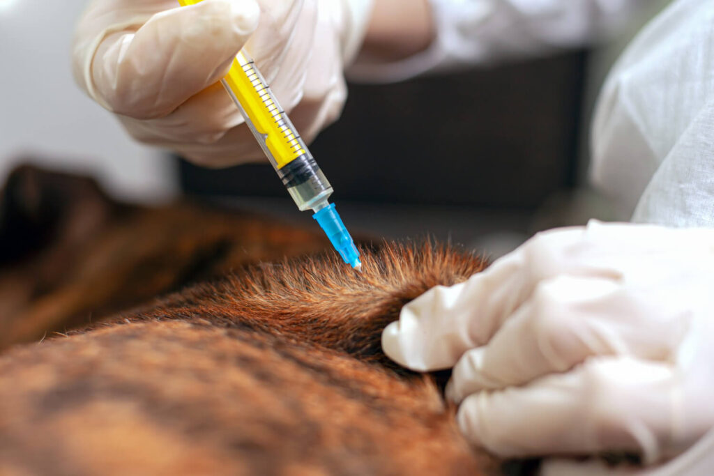 Microagulhamento Em Cães Com Alopecia X: Quando O Tratamento Pode Ser Indicado 2 Microagulhamento