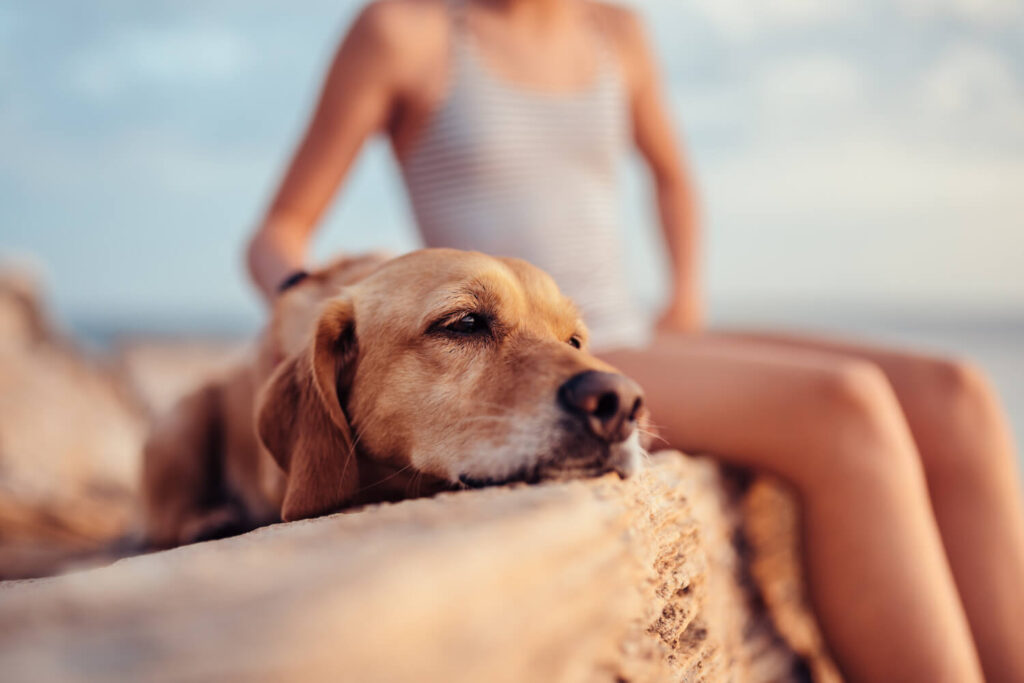 Cuidados Com A Pele Do Pet No Verão: Como Proteger Cães E Gatos Durante Os Dias Mais Quentes 3 Pele Do Pet No Verão