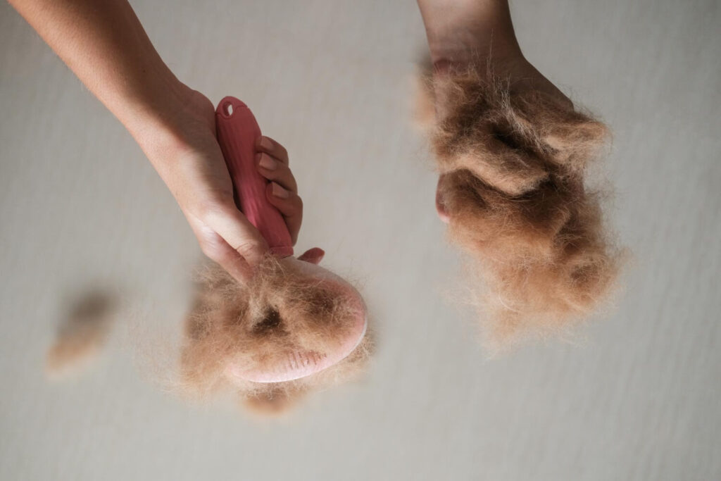 Queda De Pelo Após Cirurgia Em Cães: Quando É Normal E Quando Investigar? 1 Queda De Pelo