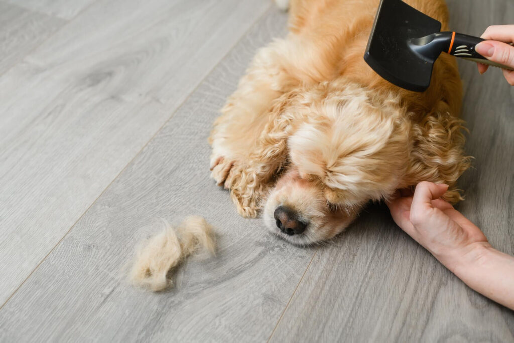 Queda De Pelo Após Cirurgia Em Cães: Quando É Normal E Quando Investigar? 2 Queda De Pelo