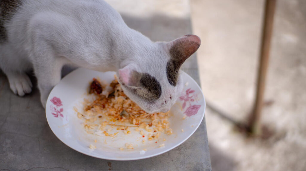 Alergia Alimentar Em Pets: Como Identificar Os Primeiros Sintomas 2 Alergia Alimentar Em Pets