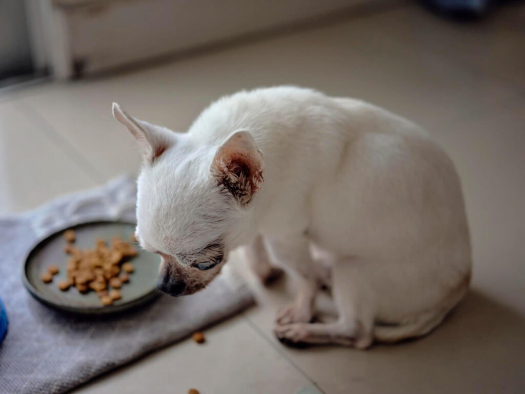 Alergia Alimentar Em Pets: Como Identificar Os Primeiros Sintomas 3 Alergia Alimentar Em Pets