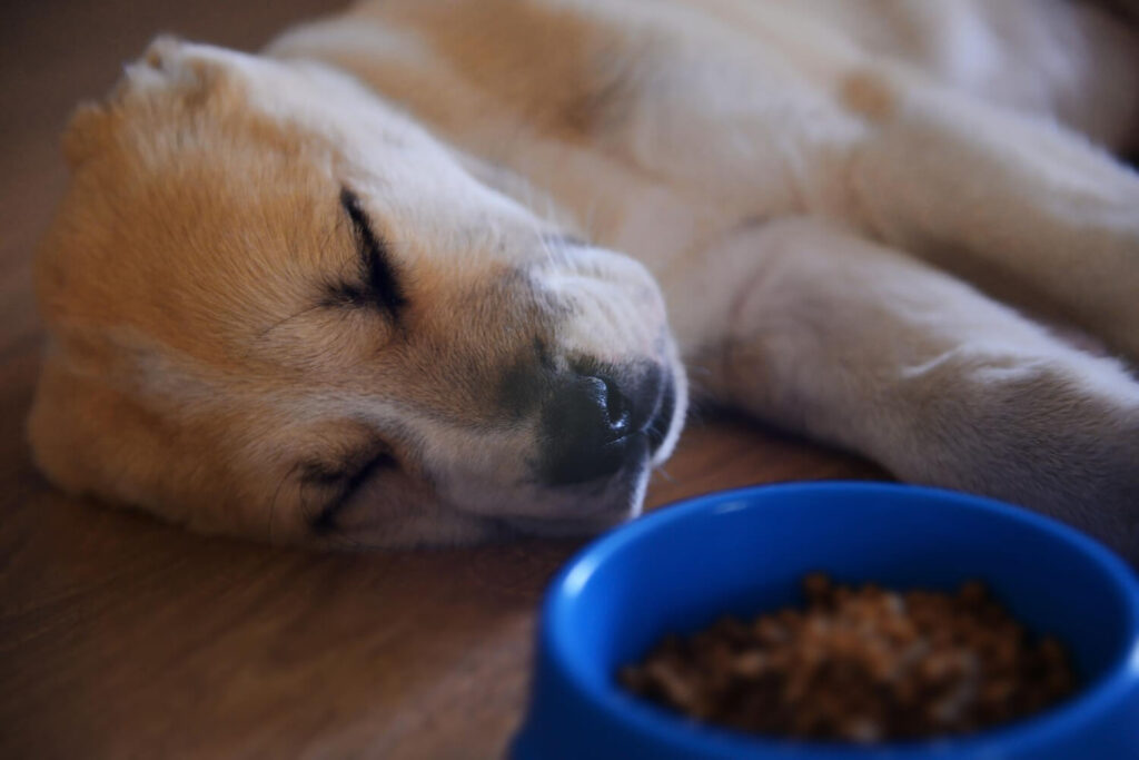 Alergia Alimentar Em Pets: Como Identificar Os Primeiros Sintomas 1 Alergia Alimentar Em Pets