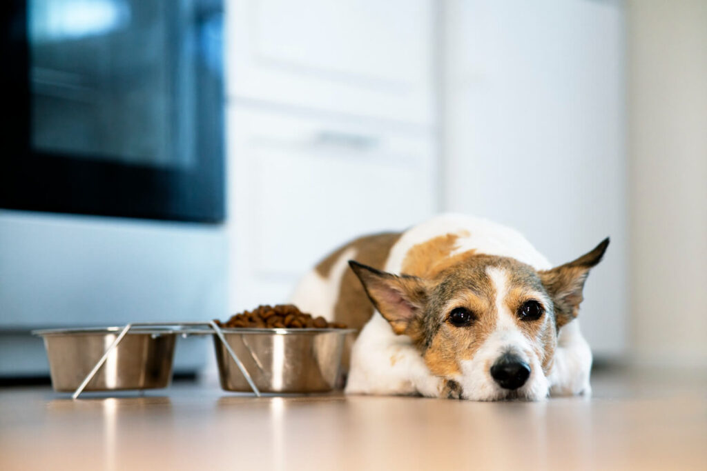 Alergia Alimentar em Pets: Como Identificar os Primeiros Sintomas