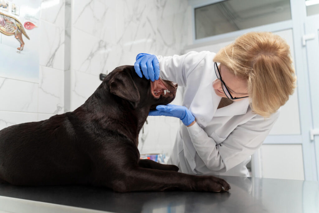Citologia Da Pele: Para Que Serve Esse Exame Veterinário E Quando Ele É Indicado? 1 Citologia