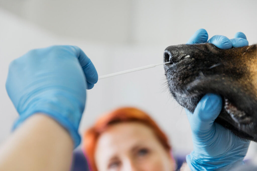 Citologia da Pele: Para Que Serve Esse Exame Veterinário e Quando Ele é Indicado?