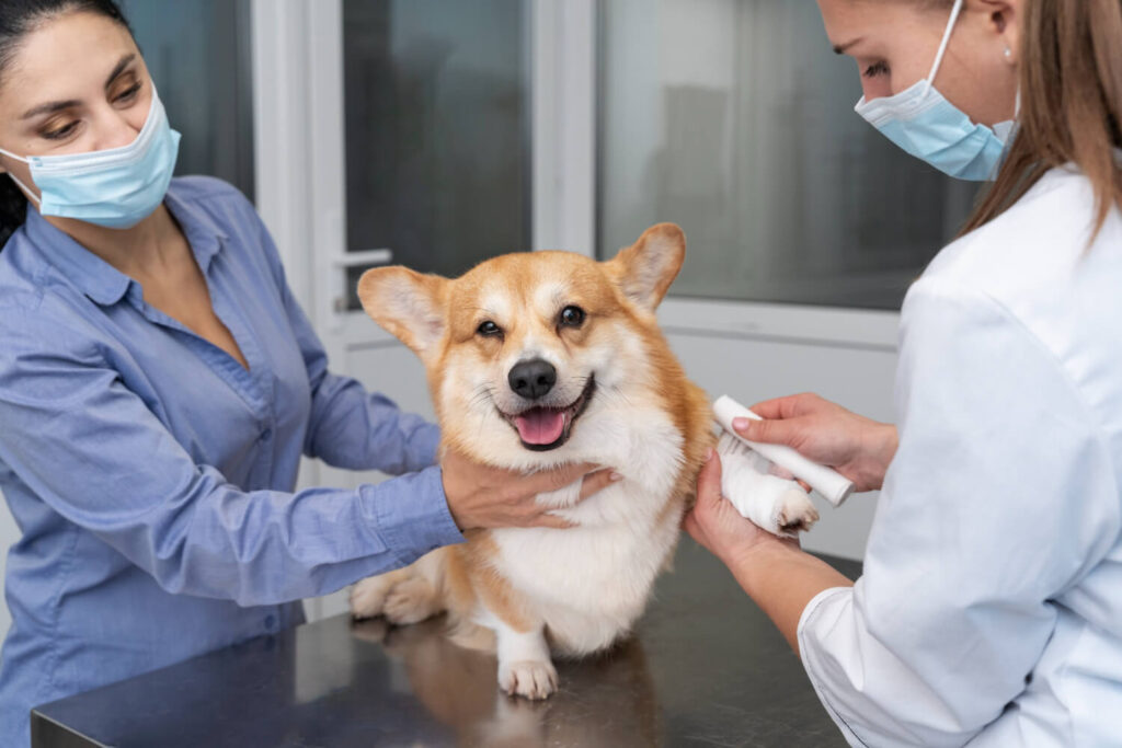 Imunoterapia para Alergias em Cães: Como Funciona e Quando Pode Ser Indicada