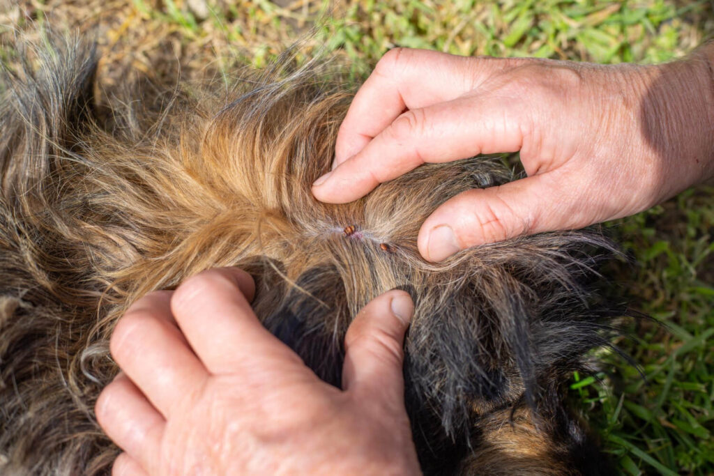 Pulgas Podem Causar Alergias Graves em Pets? Entenda a Dermatite Alérgica à Picada de Pulgas