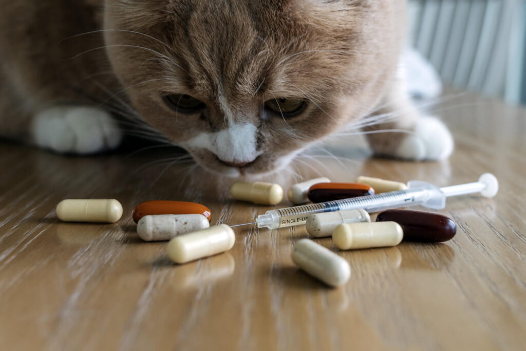 Suplementação Em Pets Sem Orientação Pode Piorar A Pele 2 Suplementação Em Pets