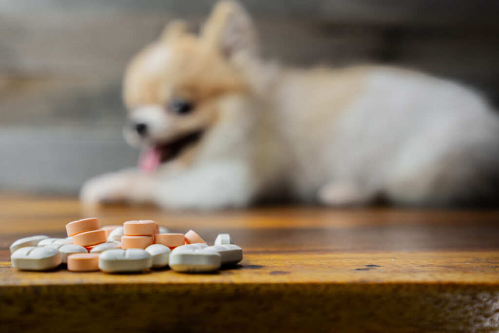 Suplementação Em Pets Sem Orientação Pode Piorar A Pele 1 Suplementação Em Pets