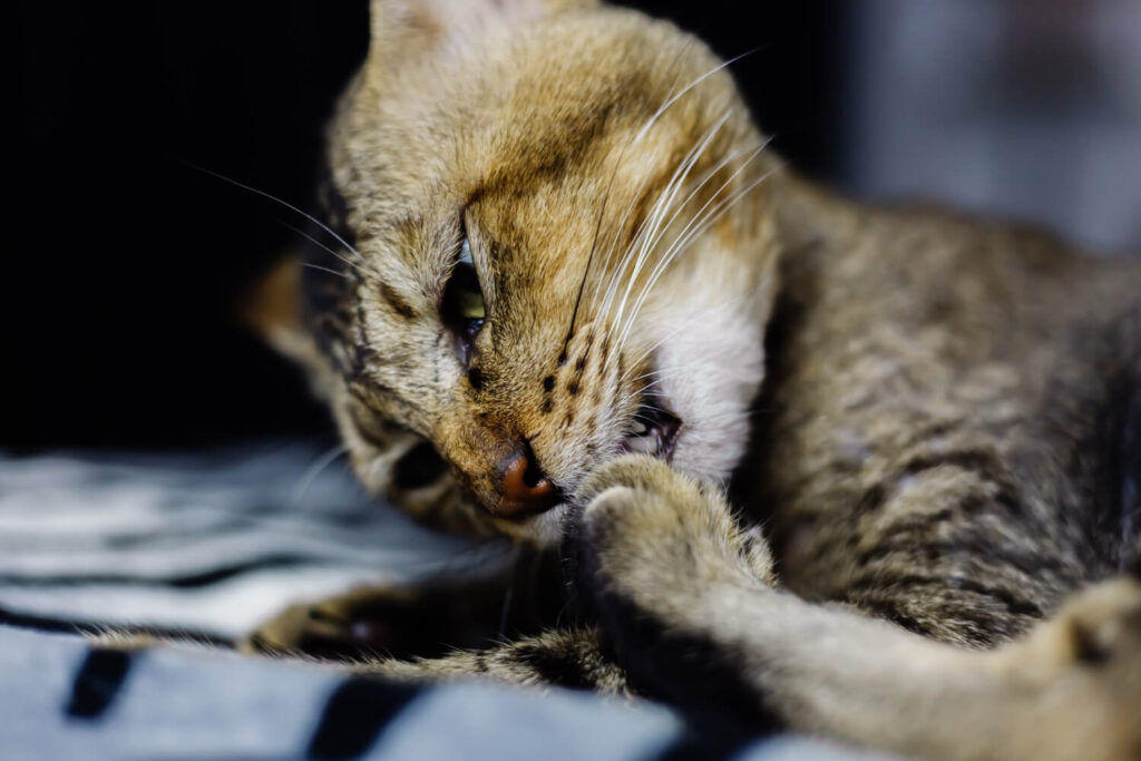 Dermatite Miliar Em Gatos